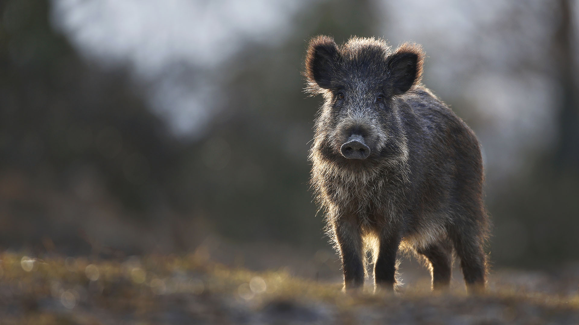 Tra le specie selvatiche, il cinghiale  quella che crea i pi evidenti conflitti con le attivit economiche e la sicurezza dei cittadini