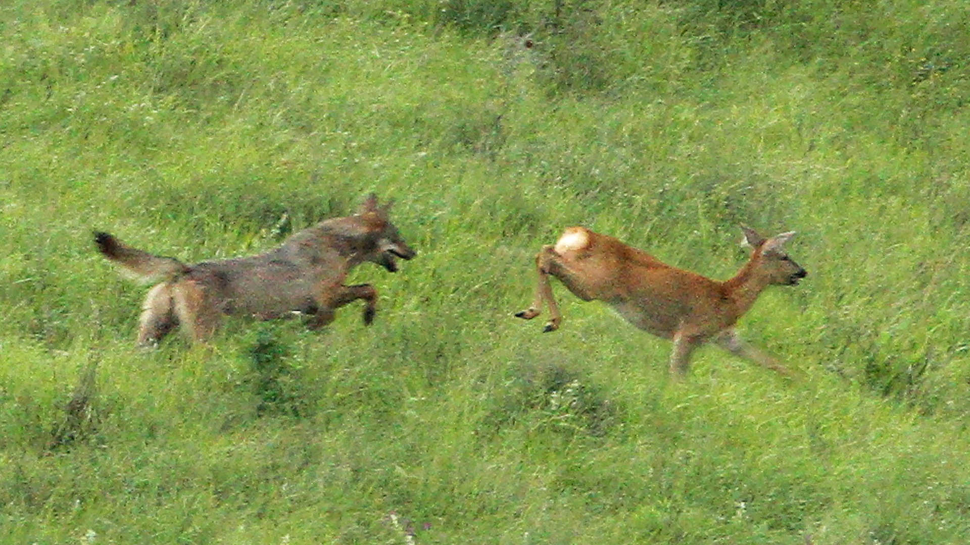 Il Piano straordinario per la gestione e il contenimento della fauna selvatica, di durata quinquennale,  un importante strumento programmatico introdotto nel 2023 nella legge 157/92. Vi si legge, tra l'altro, l'auspicio di riuscire a superare il divieto totale di deroghe alla rimozione della specie lupo, nel rispetto dell'iter autorizzativo gi previsto dalla legge (DPR 357/1997)