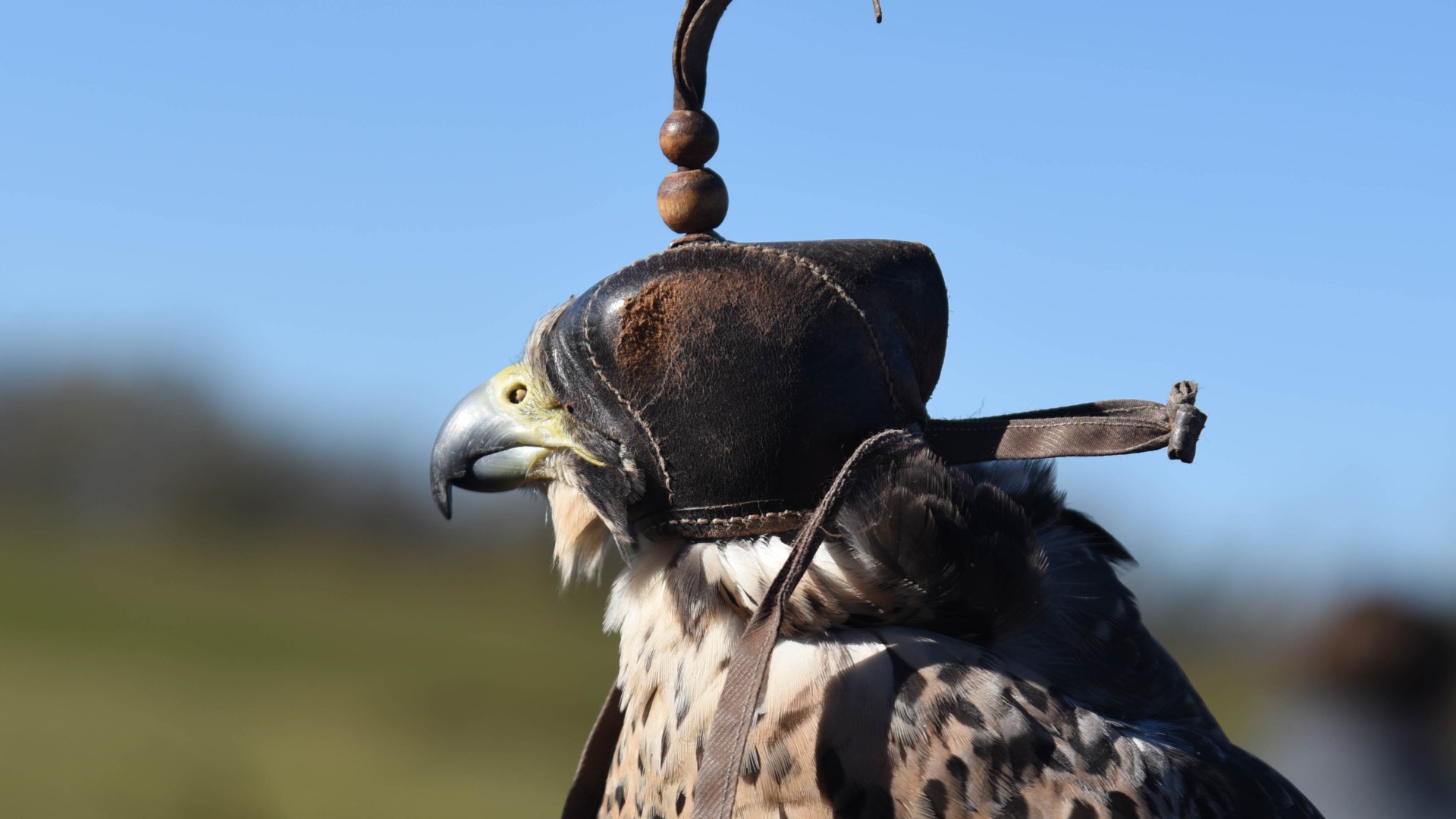 Il falconiere è coinvolto in un dialogo silenzioso tra il falco, il cane (se presente) e la natura stessa. Questo contatto diretto con il mondo naturale induce una sensazione di calma e allo stesso tempo un totale coinvolgimento con l'ambiente selvatico