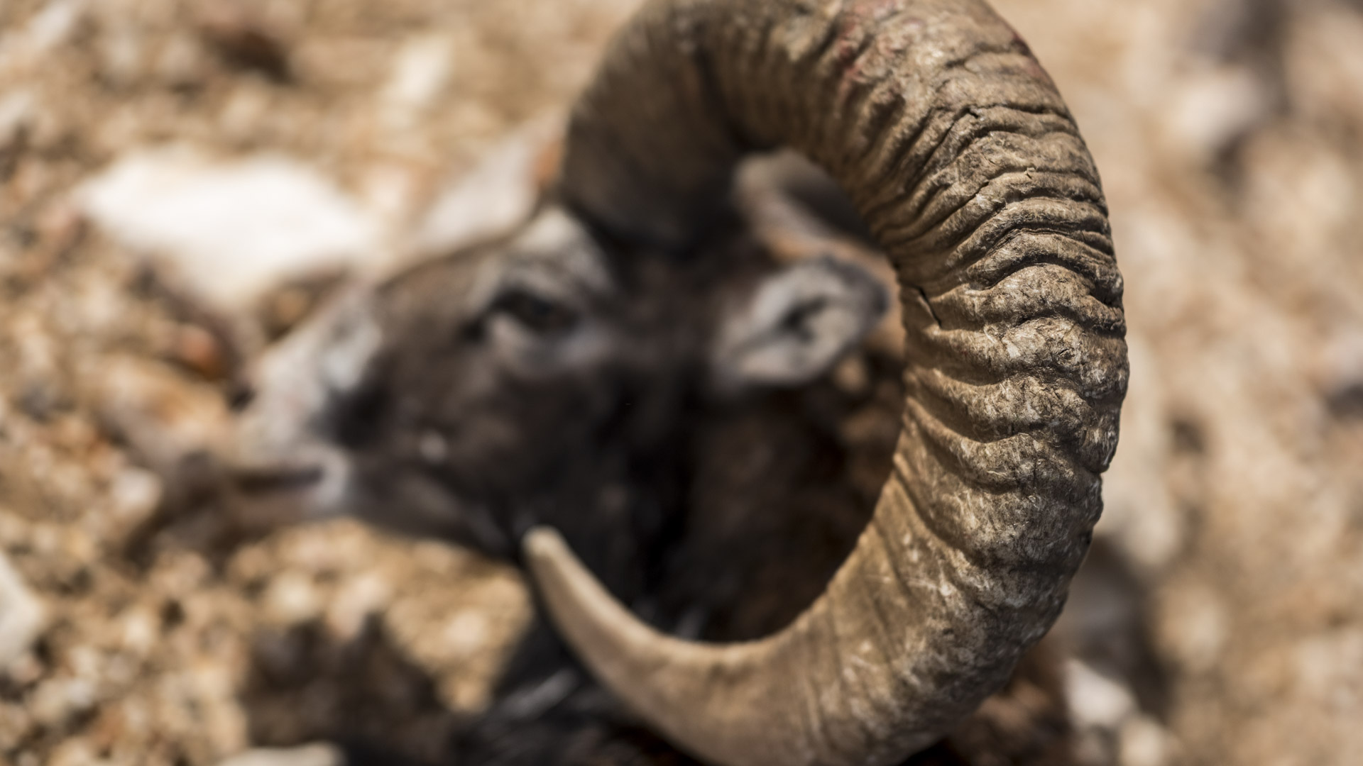 Il muflone di Simon. La gestione conservativa della specie porta anche al prelievo di esemplari con trofeo da record