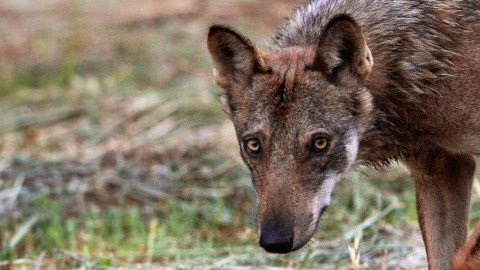 Monitoraggio del lupo: quello che non convince