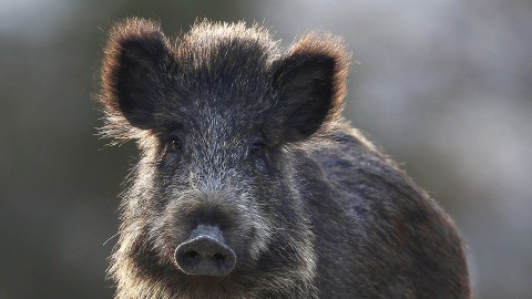 Consistenza del cinghiale: cosa indicano i dati Ispra
