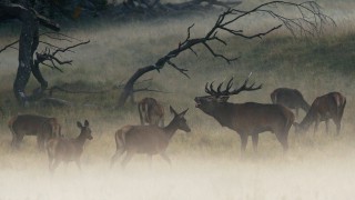 Cncn: un appello per il futuro della caccia