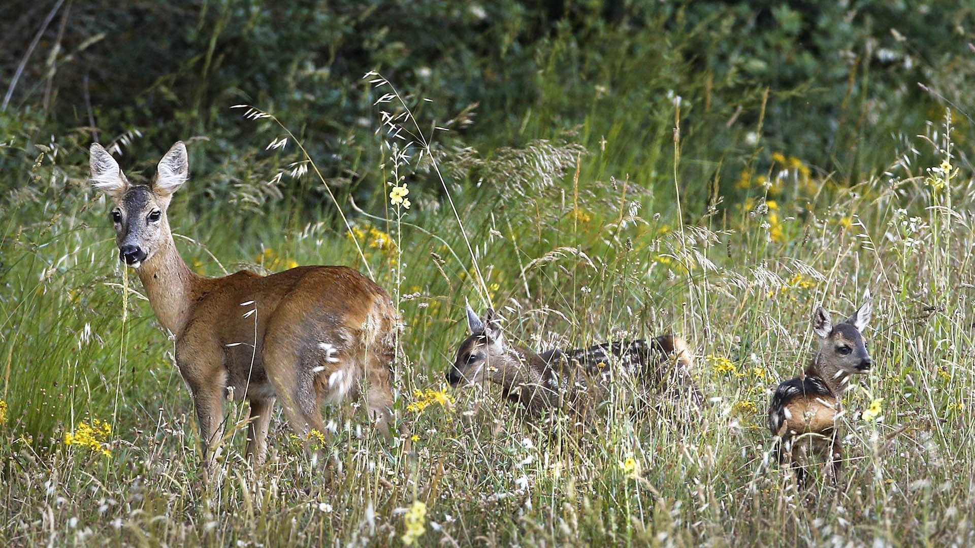 Il trend demografico della specie capriolo è negativo in quasi tutta Italia. Le cause sono molte e, tra queste, non si possono tralasciare gli errori gestionali