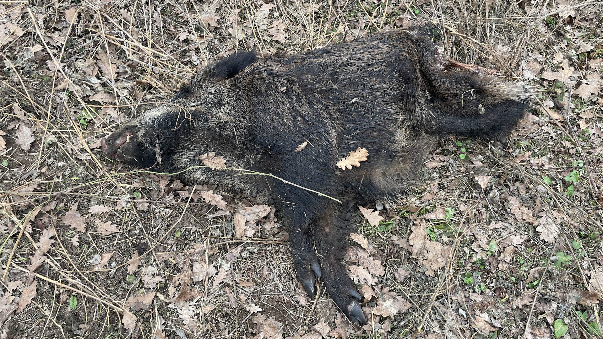 Una carcassa rinvenuta durante i monitoraggi della peste suina africana