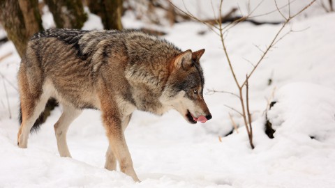 Bolzano varerà una legge per abbattere i lupi