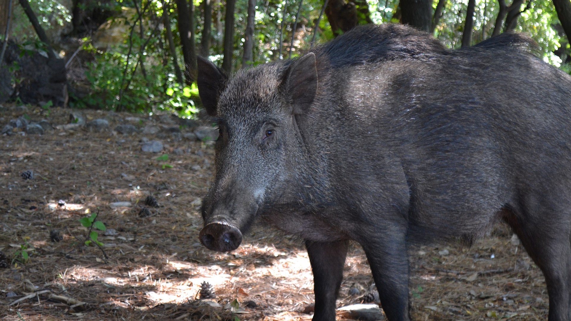 L'associazione animalista condanna l'abbattimento di 