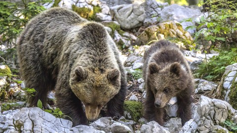 Gli animalisti denunciano Fugatti per omicidio colposo