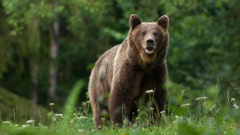 Il ministero lavora per trasferire gli orsi all'estero