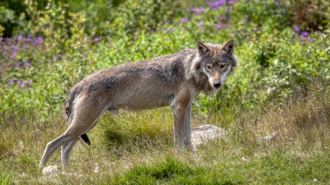 La Svizzera vuole abbattere più lupi