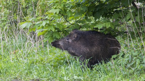 Peste suina, Lombardia zona infetta