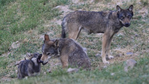 Su lupo e grandi carnivori al nord accelerano