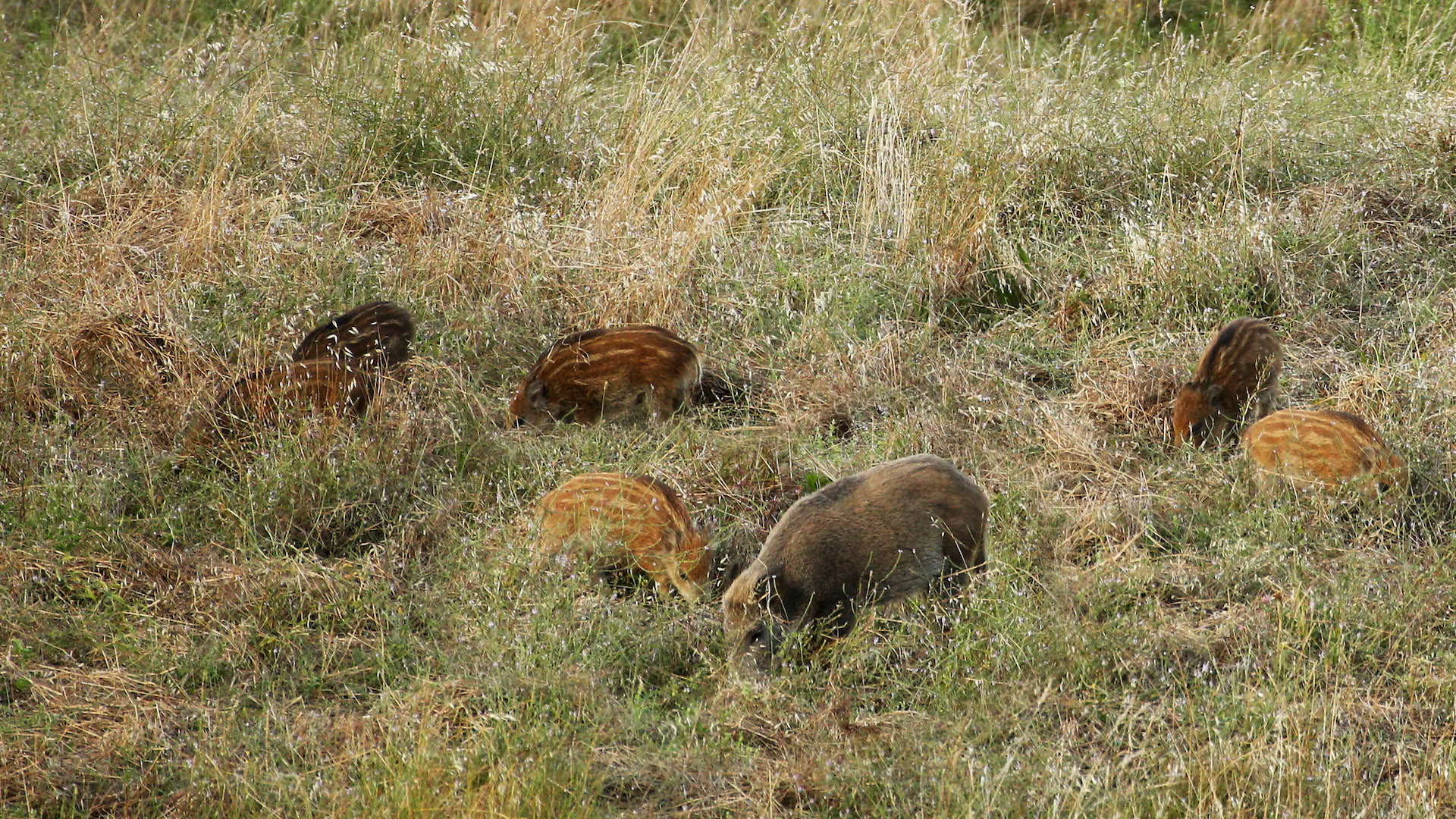 Da ieri anche la in Lombardia è ufficialmente presente la peste suina africana