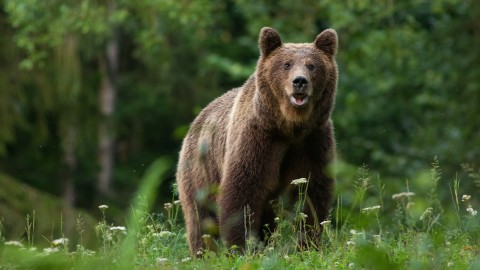 L'orsa JJ4 verso il trasferimento in Romania?
