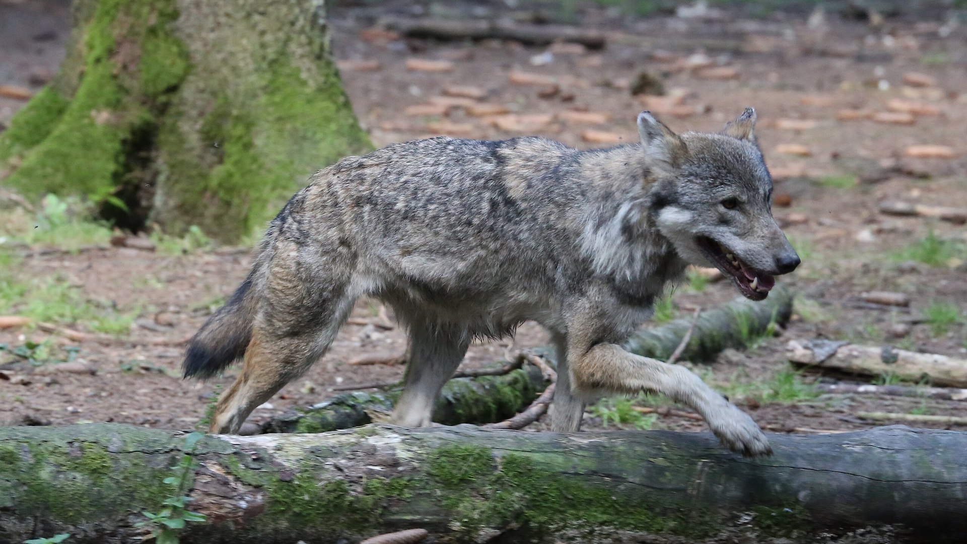 Secondo i giudici l'abbattimento non compromette la complessiva integrità della specie animale tutelata