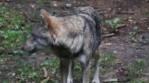 Lupo, Roma ferma gli abbattimenti. Incredulità in Trentino e non solo