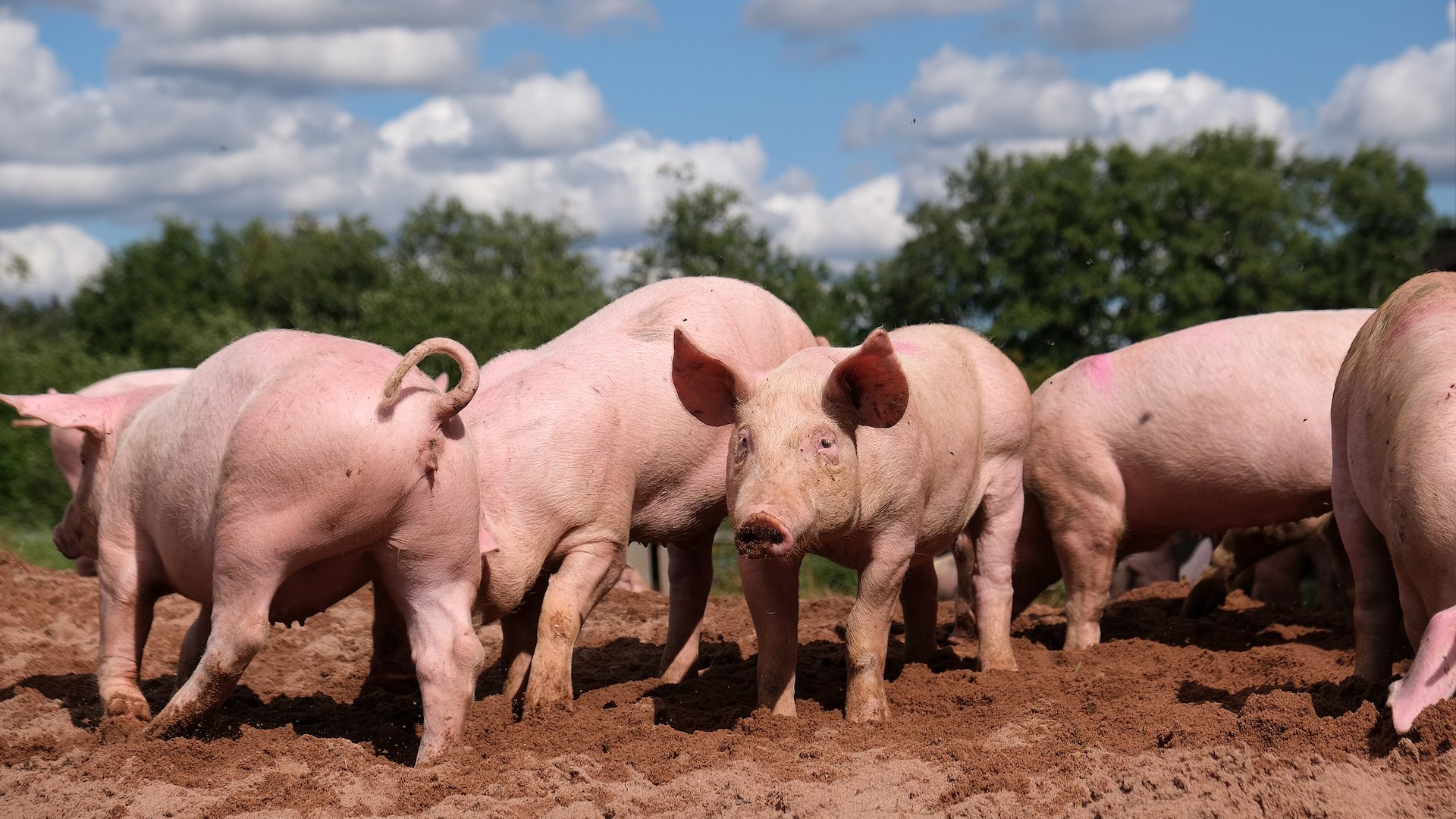 Gli animalisti si sono radunati per protestare per quanto accaduto nel 