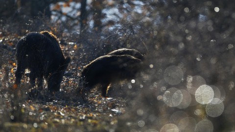 Peste suina, nuova zona infetta in Lombardia