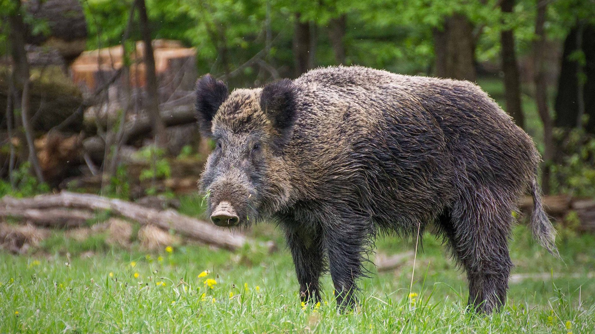 La carcassa è stata ritrovata nel comune di Ottone