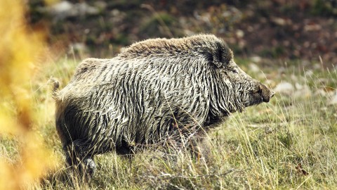 Peste suina africana, il punto con il commissario Caputo