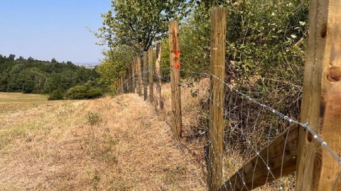 Peste suina: 1,5 milioni da Regione Lombardia per barriera in Oltrepò