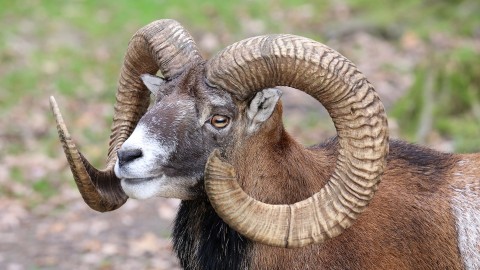 Mufloni del Giglio, il Parco bacchetta la LAV