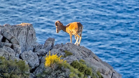 Eradicazioni, il Parco non si ferma al Giglio e ai mufloni