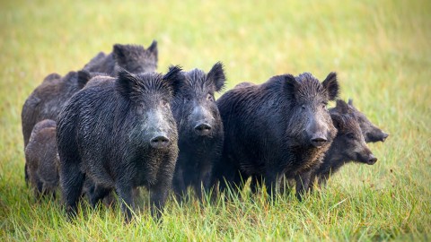 In Lombardia una task force per il controllo della fauna selvatica