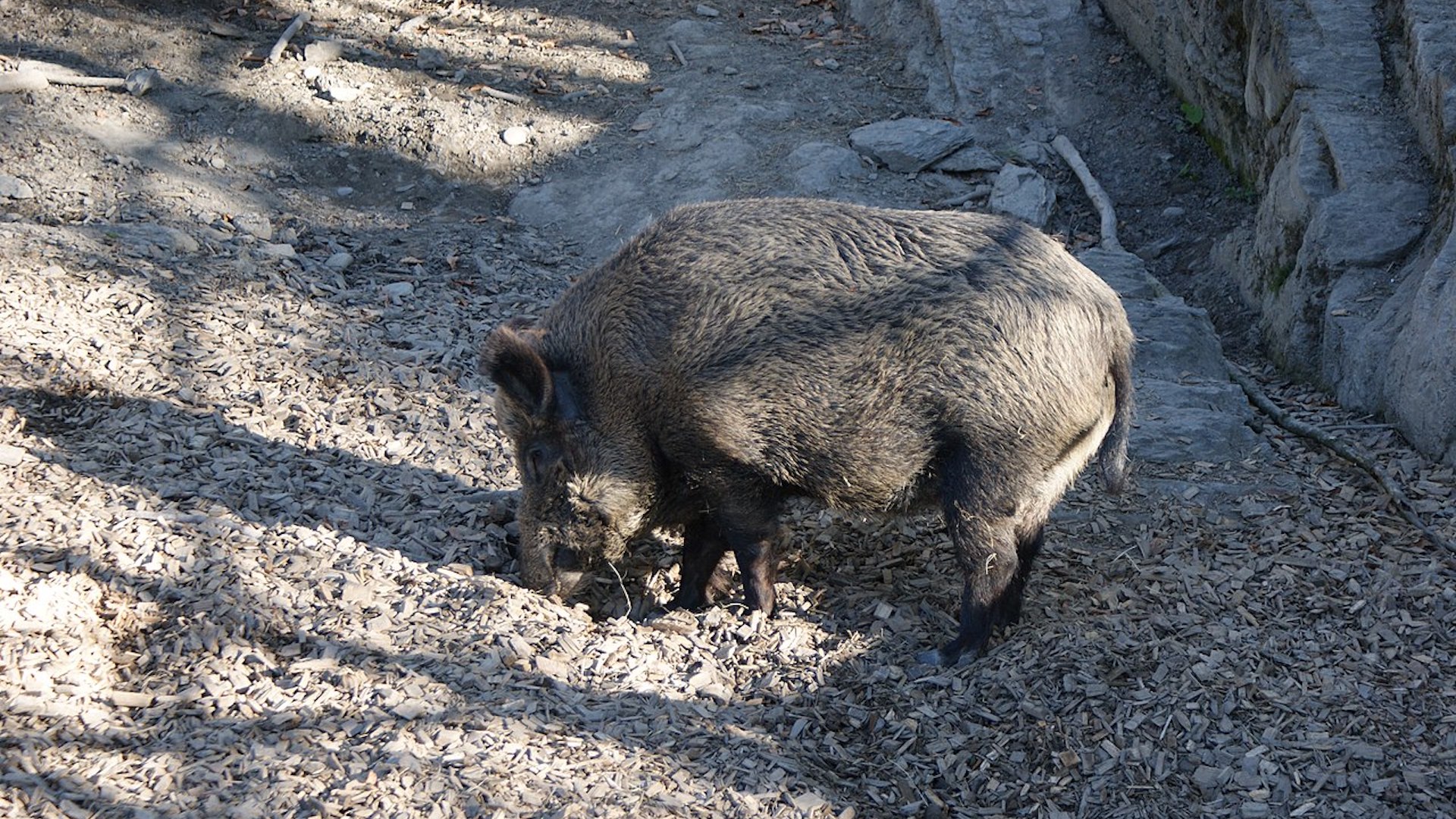 Sono ormai due anni che la malattia è presente in Italia