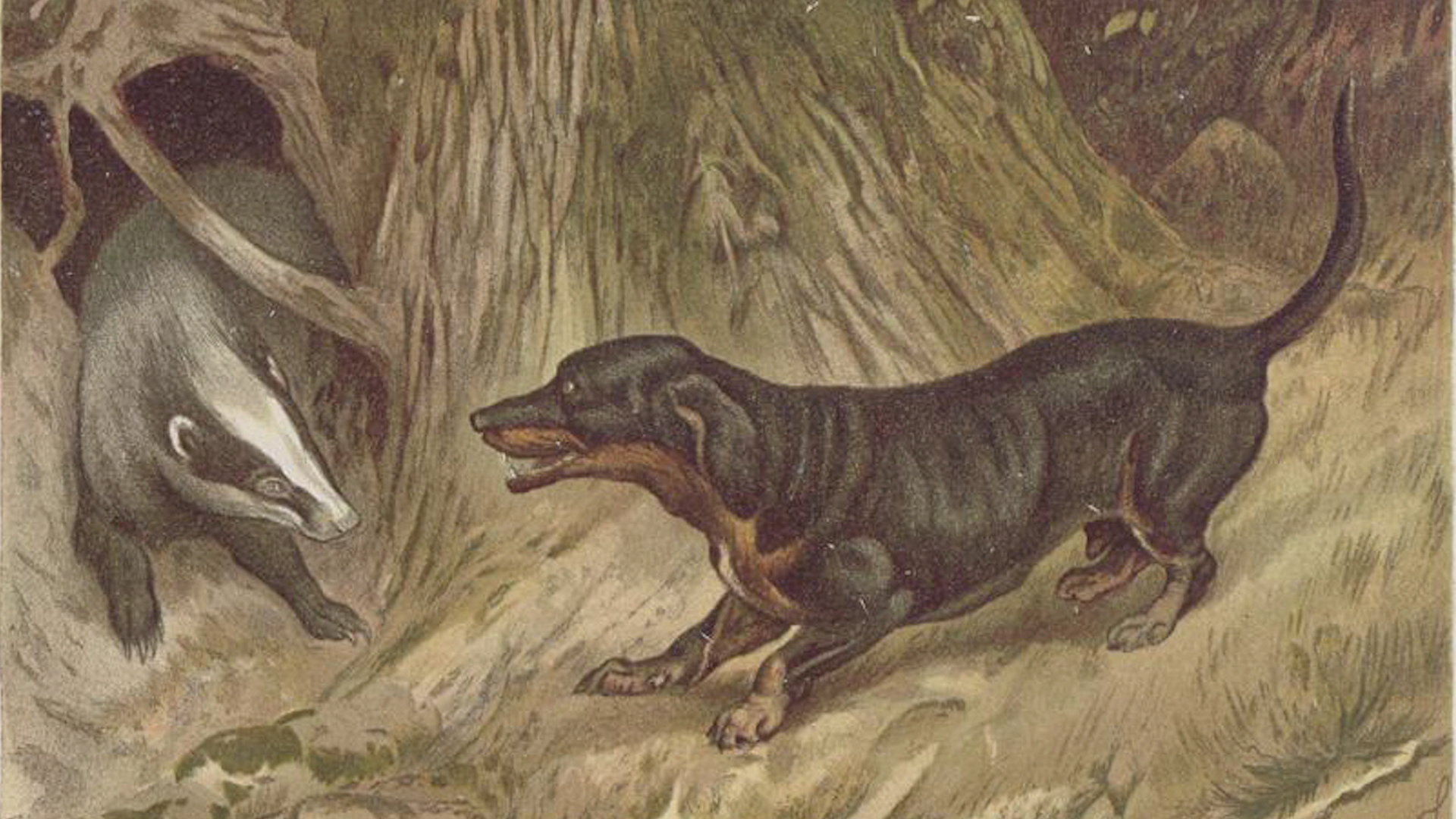 La razza è stata selezionata a partire dal medioevo per seguire gli animali selvatici nel sottobosco intricato e nelle tane