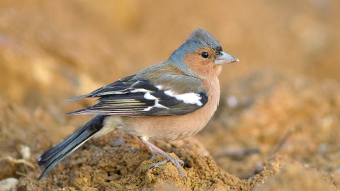 Presto fringuelli e peppole saranno cacciabili?