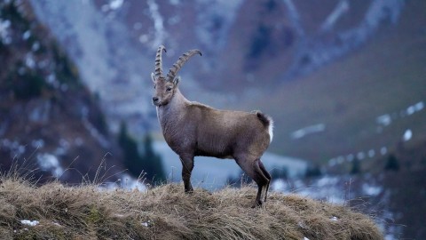  tempo di rendere lo stambecco cacciabile?