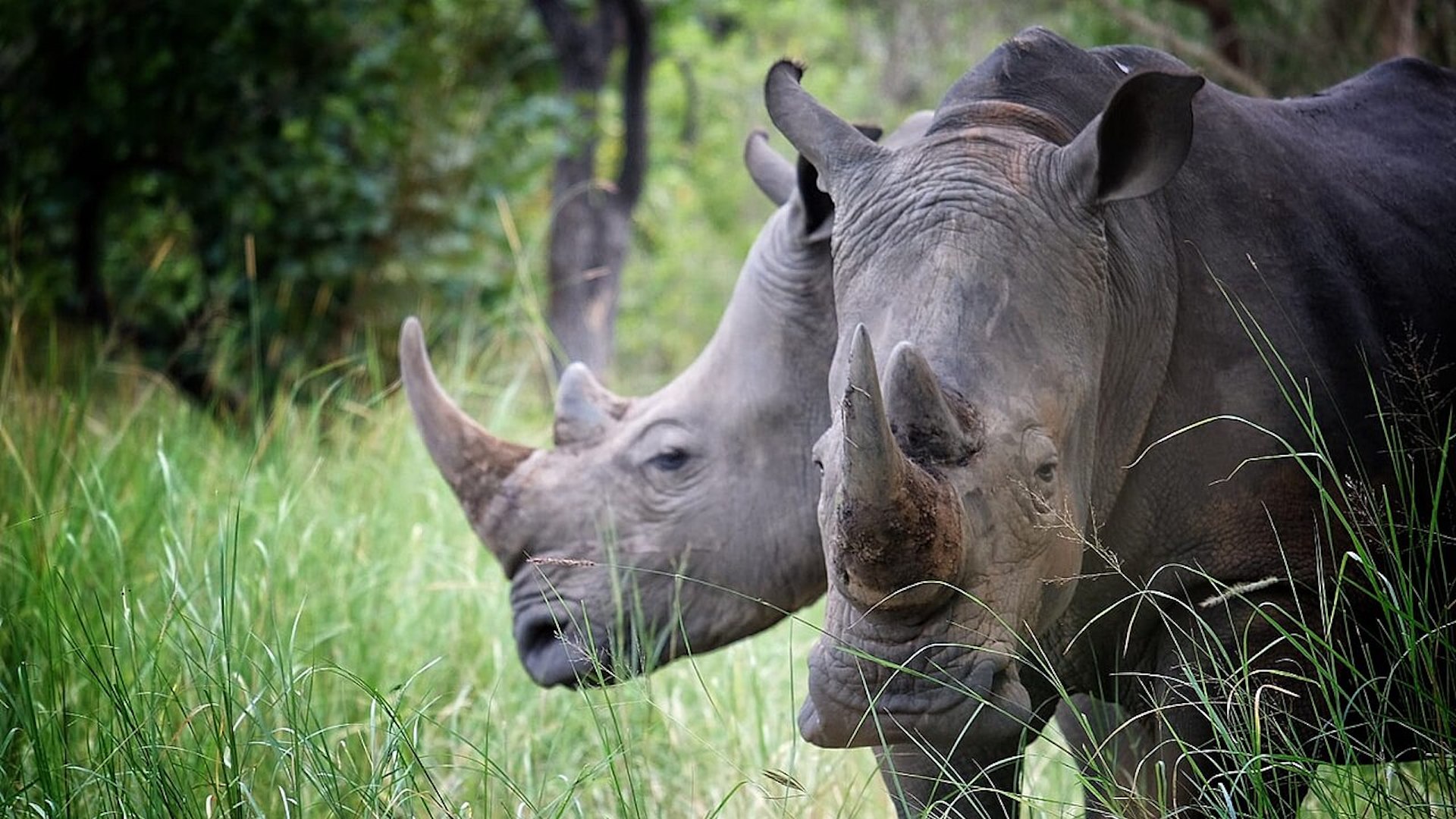 I rinoceronti sono tra le specie più minacciate dal bracconaggio a livello mondiale