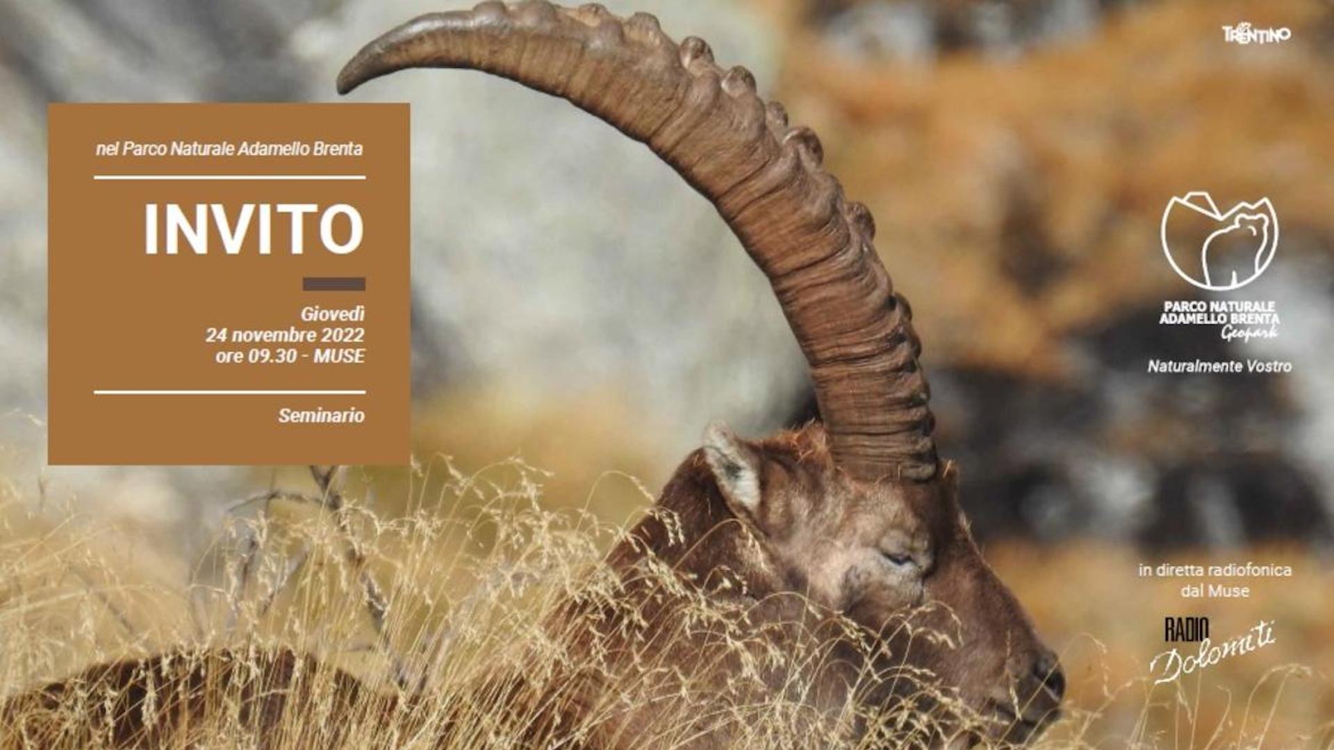 Giovedì 24 al Muse di Trento si terrà un seminario dedicato allo Stambecco