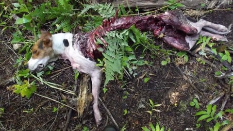 «Prima i nostri cani!» A Varsi protesta contro gli attacchi dei lupi