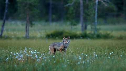 Per la Convenzione di Berna il lupo resta rigorosamente protetto