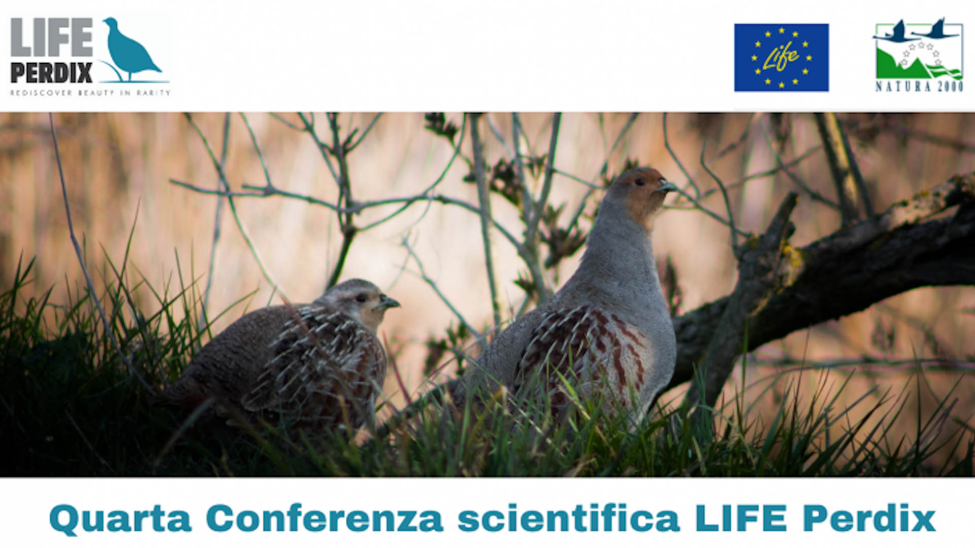 Il progetto Life Perdix ha come obiettivo il recupero della Starna italica (Perdix perdix italica) e la sua reintroduzione nella Valle del Mezzano