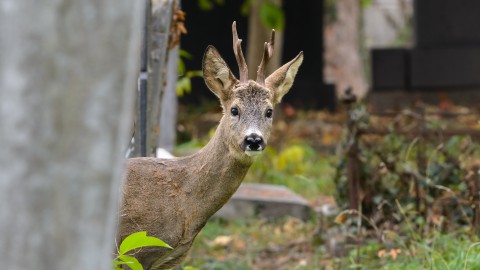 Sul controllo gli animalisti continuano a non voler ragionare