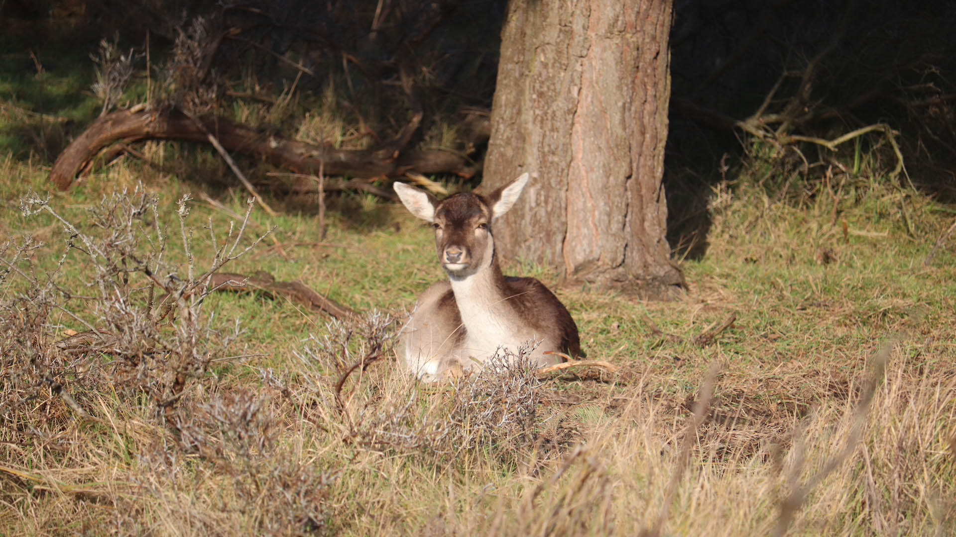 Il Parco del Circeo si prefissa di prelevare almeno 350 animali all'anno nel corso dei prossimi cinque anni