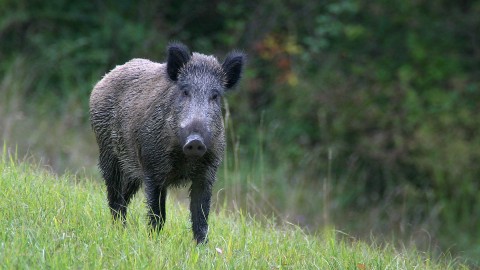 Peste suina africana, cambiano le zone di restrizione
