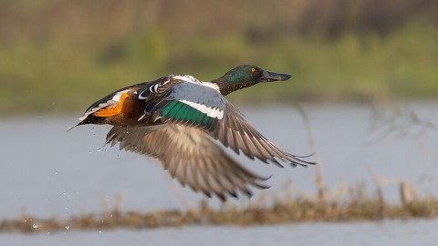 Una giornata dedicata alla caccia ai migratori acquatici
